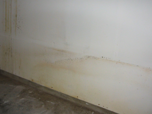 Example of surface mold growth and damage from moisture.